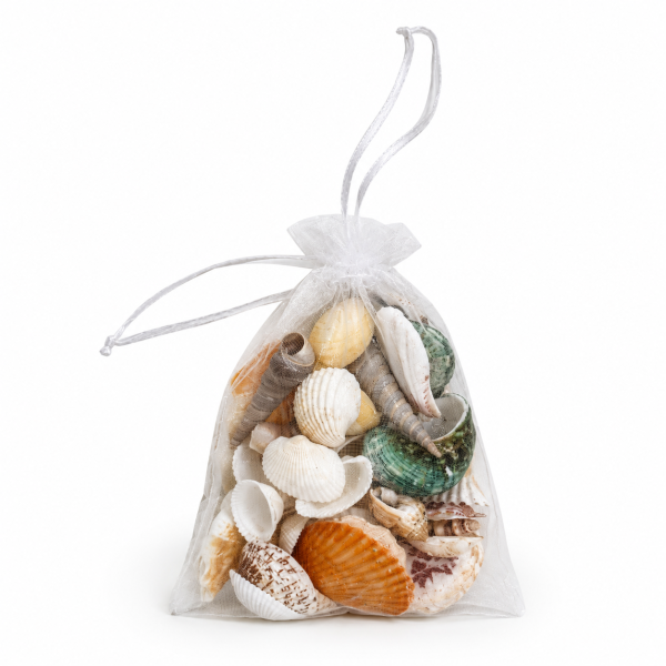 Surtido de caracolas y conchas - Imagen 2