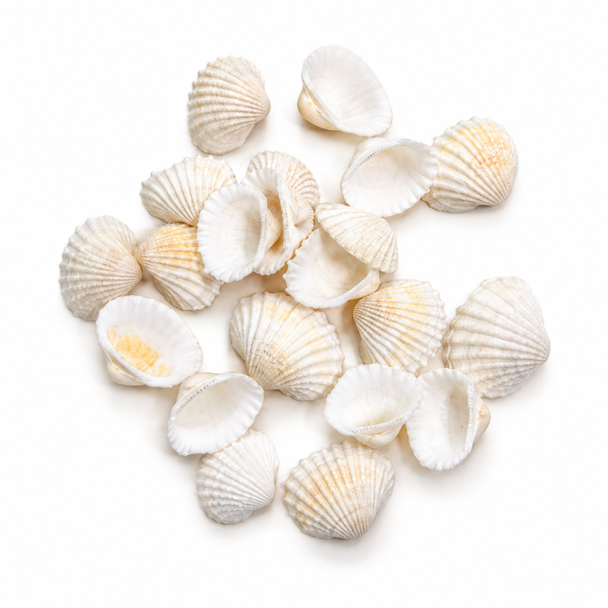 Conchas de mar